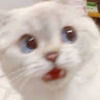 madkittycats123